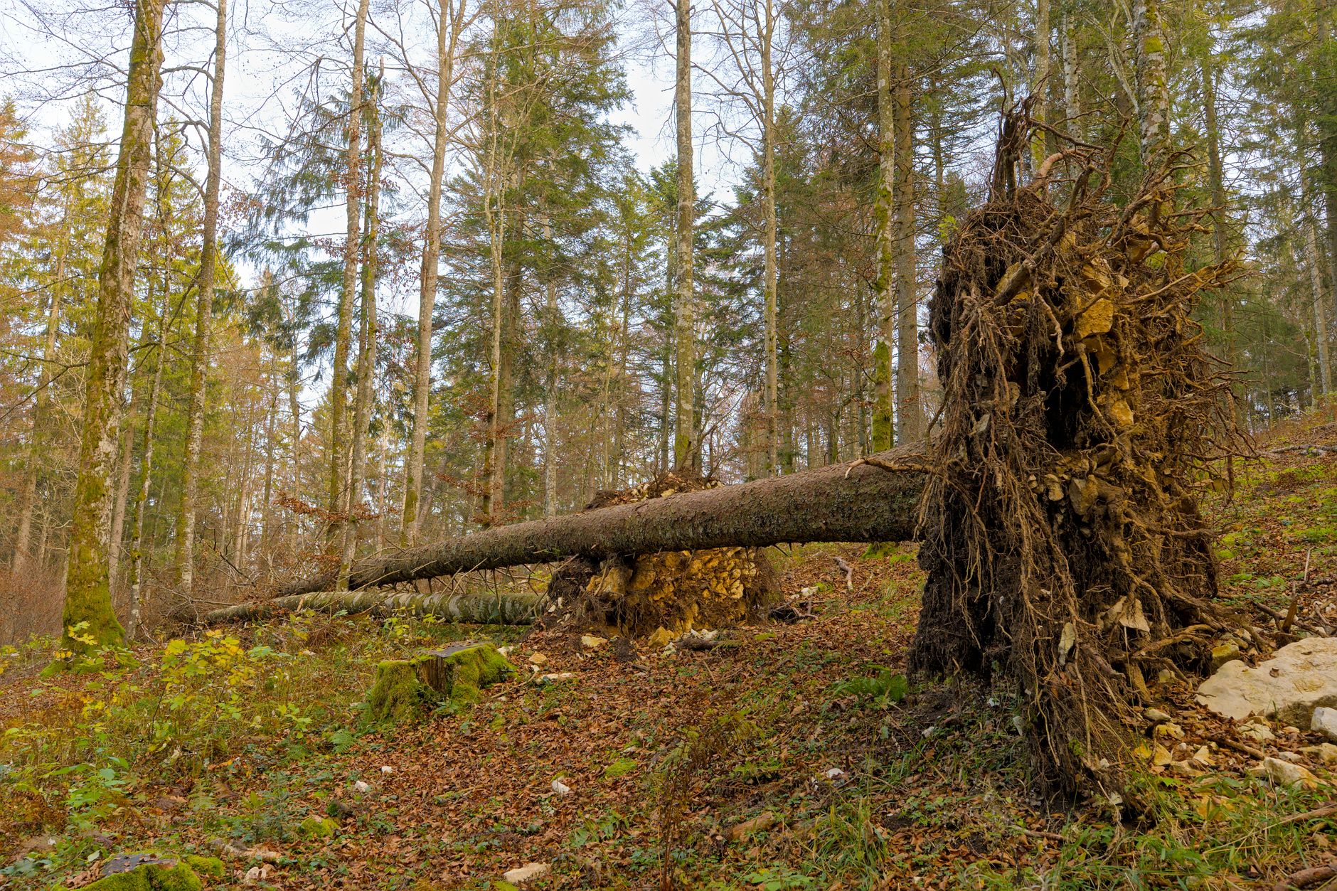 Enlèvement arbre urgence à Périgueux
